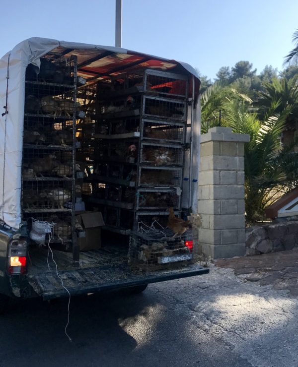A bit of Greek culture for you 😊. A truck packed with live chicken that we followed along the narrow roads . A couple chickens flew out along the way